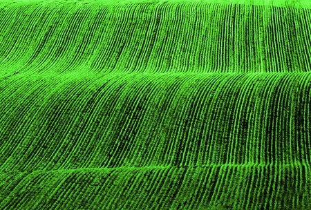 Rows or furrows for green healthy crops growing in agricultural fieldの写真素材