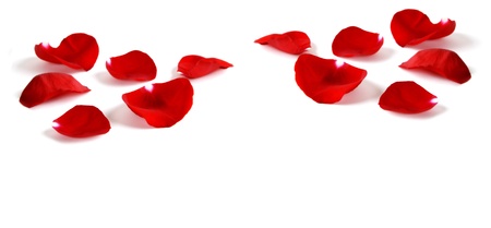 Several Red Rose petals Isolated on white backgroundの写真素材