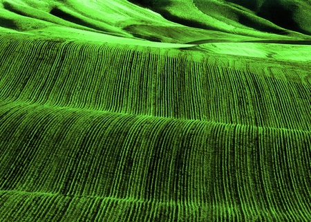 Rows of green healthy crops growing in agricultural fieldの写真素材