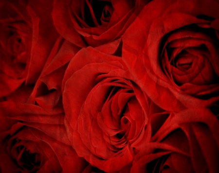 Several Red Roses Isolated on white backgroundの写真素材