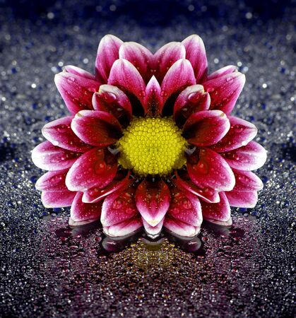 Fresh pink and purple flower with water dropsの写真素材