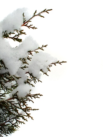 Evergreen branch from tree covered in freshly fallen snow               の写真素材