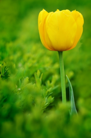 Tulip garden with one freshly grown yellow tulip and greeneryの写真素材