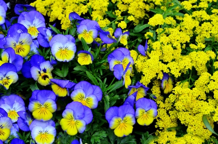 Large garden with variety of freshly grown flowers and greeneryの写真素材