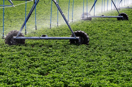 Sprinkler spraying stream of water on lush green grassの写真素材