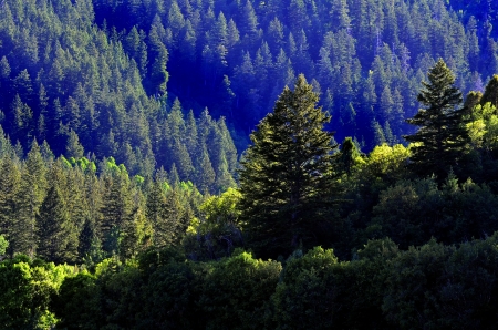 Forrest of green pine trees on mountainside with late afternoon sunlightの写真素材