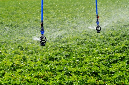 Sprinkler spraying stream of water on lush green grassの写真素材