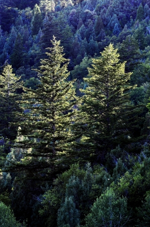 Forrest of green pine trees on mountainside with late afternoon sunlightの写真素材
