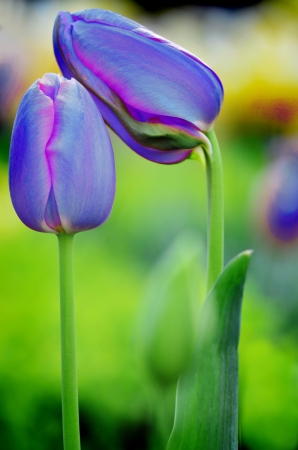 Tulip garden with freshly grown pink tulips and greeneryの写真素材