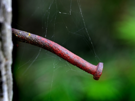 Rusted old nail with cob webs in an old weathered boardの写真素材