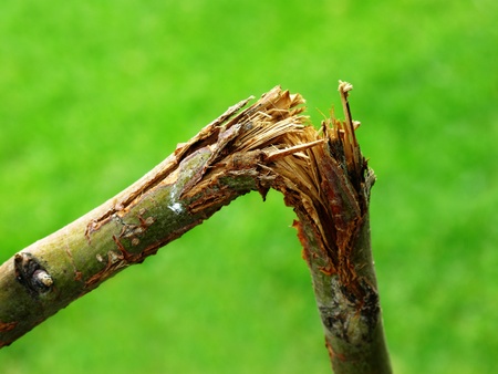 Broken branch snapped over with green grass blurred in backgroundの写真素材