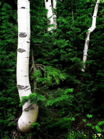 Detail of several aspen birch trees with green summer leaves adn pine treesの写真素材
