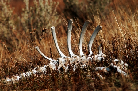 Detail of an animal skeleton in tall grassの写真素材