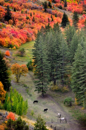 Horses grazing in valley of autumn aspen and maple treesの写真素材