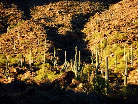 Many Saguaro cactus on mountainside in desert southwestの写真素材