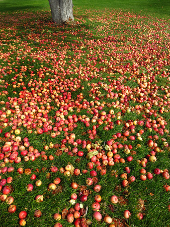Apples on the ground with green grass and apple tree