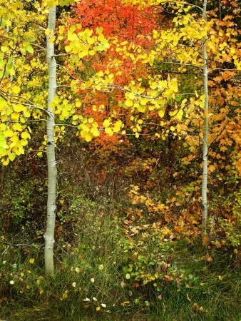 Autumn foliage including birch and maple trees with pine forestの写真素材