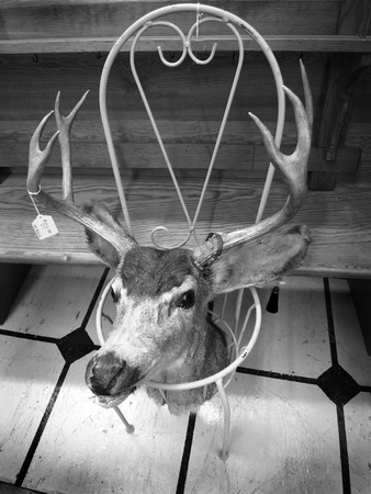 Deer head with price tag in a garage or second hand saleの写真素材