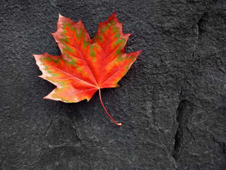 Detail of red autumn fall maple leaf on a black rockの写真素材