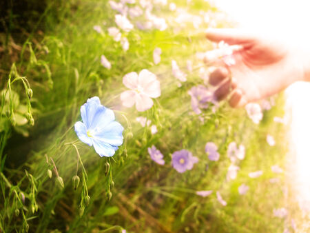 Picking wildflowers in meadow early morning warm sunlight in springの写真素材