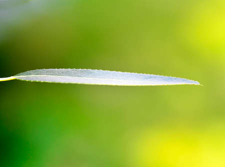 Single leaf in light at summer time green plantsの写真素材