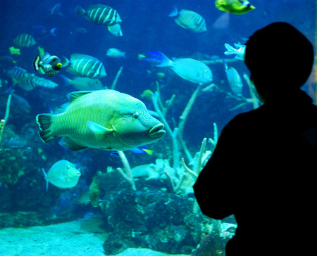 One person silhouetted standing and looking at fish in aquariumの写真素材
