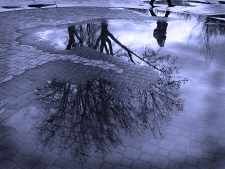 Puddle reflection of tree and person walking past cobblestone walkwayの写真素材