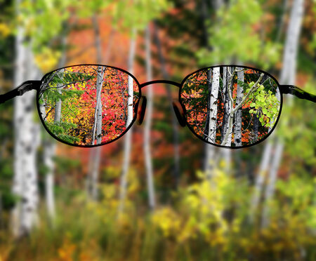 Autumn foliage including birch and maple trees with pine forestの写真素材