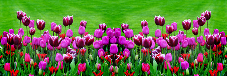 Tulip garden with variety of freshly grown flowers and greeneryの写真素材