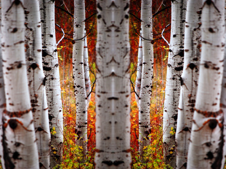 Detail of Golden Autumn Birch Leaves with Tree in Backgroundの写真素材