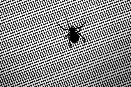 Black widow spider on screen detail scaryの写真素材