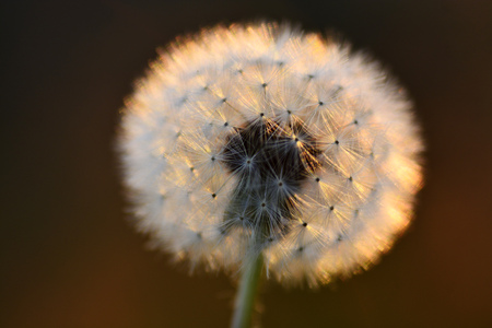 Detail of dandylion weeds seeds in sunlightの写真素材