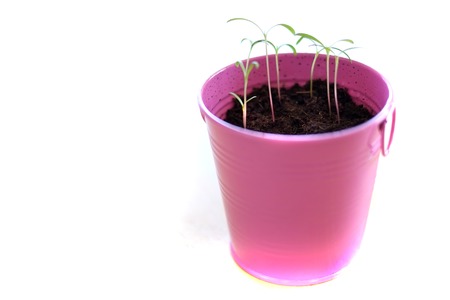 Pink Pail Potted Plant Green Growth Soil Dirtの写真素材