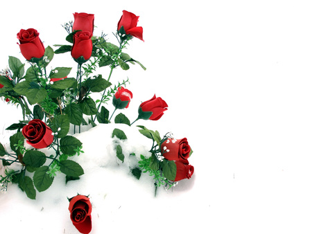 Roses Representing Love and Romance isolated on snowy white backgroundの写真素材