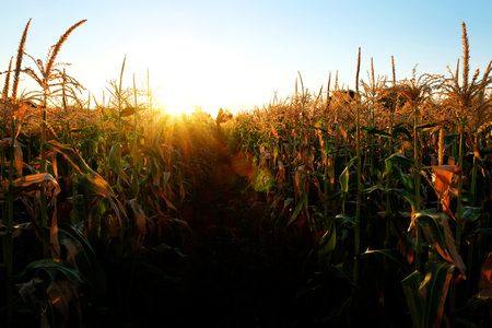 Corn Stalk in field of crops growing green and ready for harvest