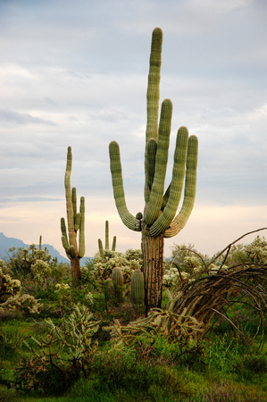 Several saguaro cactus cacti in the Arizona Desertの写真素材