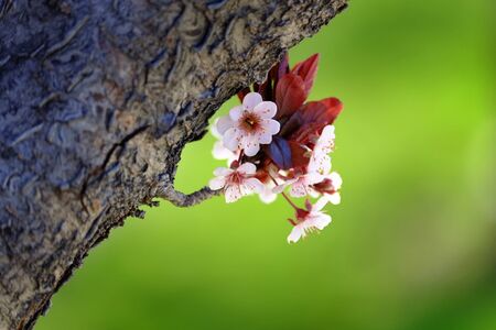 Cherry blossoms on tree with rough branches and bark green grass