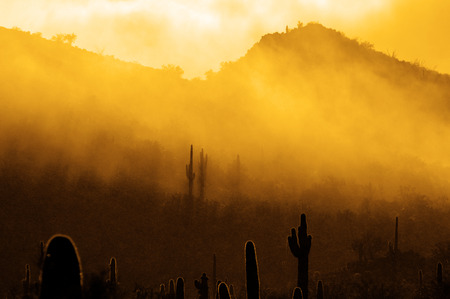 Misty morning in desert with cactus cacti in Arizona wildernessの写真素材
