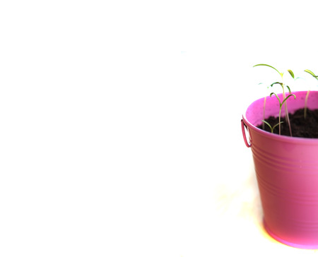 Fresh Green Plant growing in pink pail potの写真素材