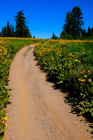 Field of yellow wildflowers flowers and trailの写真素材