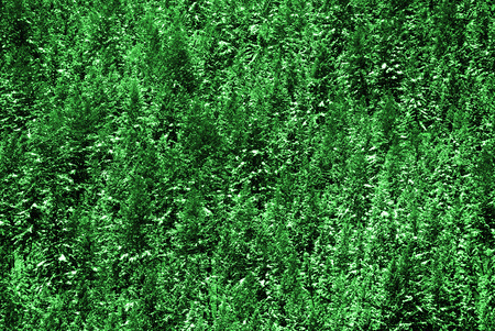 Forest of green pine trees with winter snow