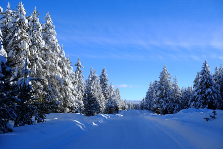 Winter scene of snowy forest pine trees with shunshine and blue skyの写真素材