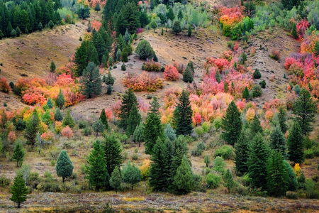 Forest in mountains in autumn or fall red orange and pine treesの写真素材