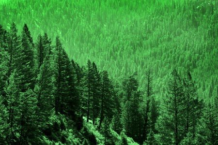 Pine forest in wilderness mountains pine trees new growth