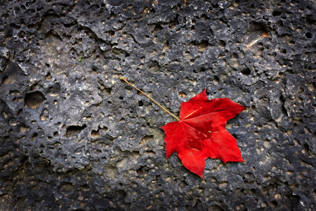 Smoot maple leaf with stem on rough textured rock surfaceの写真素材