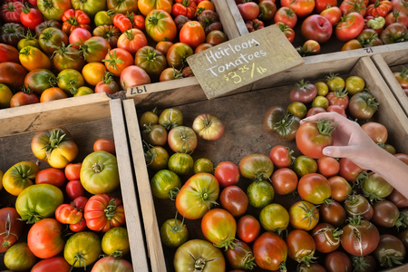 Hand holding fresh ripe heirloom tomato at farmers market garden produce for saleの写真素材