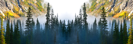 Foggy fog in a valley with mist misty pine tree forest wilderness mountainsの写真素材