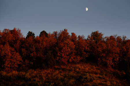 Scenery of red foliage plants and treesの写真素材