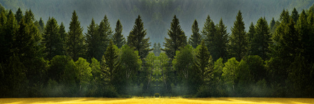 Rain storm in the forest with lush trees representing growth and life