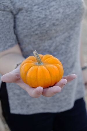 Woman holding a single small orange pumpkin in her handの写真素材